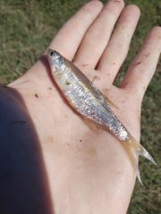 Notemigonus crysoleucas