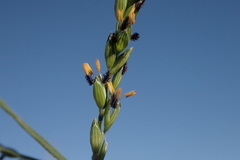 Urochloa glumaris