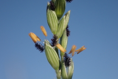 Urochloa glumaris