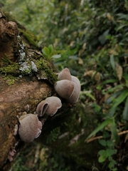 Auricularia polytricha