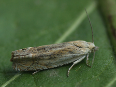 Eucosma wimmerana