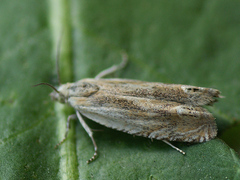 Eucosma wimmerana
