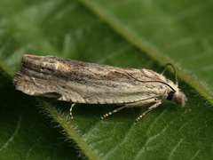 Eucosma wimmerana
