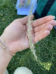 Digitaria californica