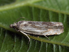 Eucosma wimmerana