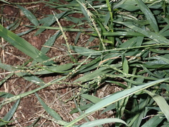 Urochloa glumaris