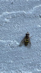 Metasyrphus