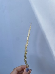 Digitaria californica