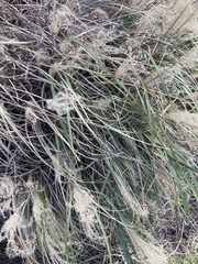 Miscanthus