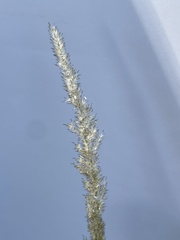 Digitaria californica