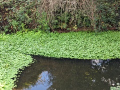 Hydrocotyle ranunculoides