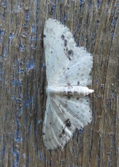 Idaea dimidiata
