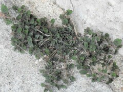 Amaranthus deflexus