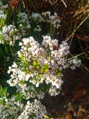 Diosma