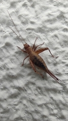 Arachnocephalus vestitus