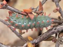 Omocenoides isophanes