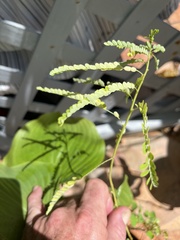 Phyllanthus amarus