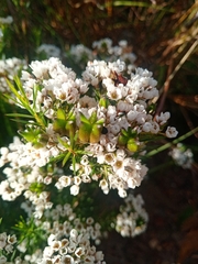 Diosma