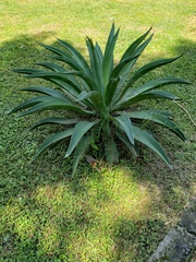 Agave desmettiana