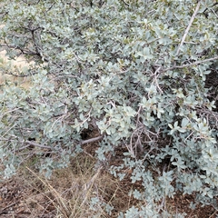 Quercus grisea