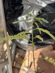 Phyllanthus amarus