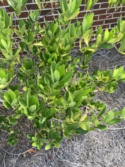 Ilex glabra
