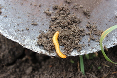 Selatosomus aeneus