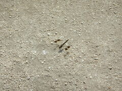 Brachythemis impartita