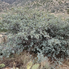 Quercus grisea