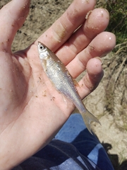 Notemigonus crysoleucas