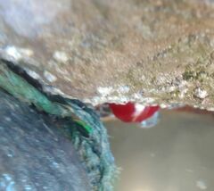 Actinia mediterranea