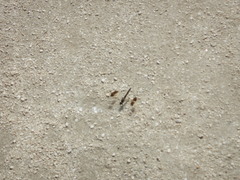 Brachythemis impartita