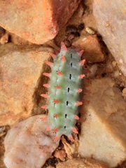 Omocenoides isophanes