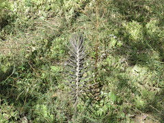 Kalanchoe delagoensis image