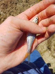 Notemigonus crysoleucas