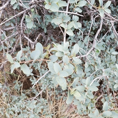 Quercus grisea