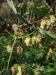 Humulus lupulus