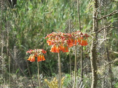 Kalanchoe delagoensis image