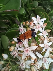 Calopteron terminale