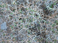 Euphorbia acanthothamnos