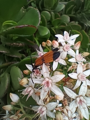 Calopteron terminale