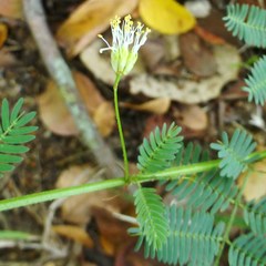 Desmanthus leptolobus