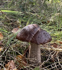 Leccinum scabrum