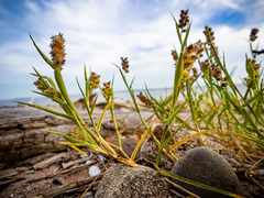 Cenchrus tribuloides