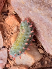 Omocenoides isophanes