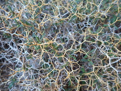 Euphorbia acanthothamnos