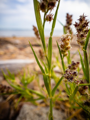 Cenchrus tribuloides