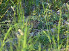 Calcarius ornatus