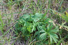 Ranunculoideae