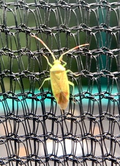Pantilius tunicatus